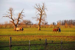 Haras des Petits Champs
