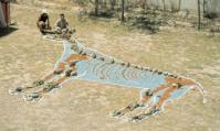Paleozoologie